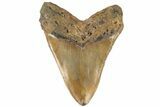 Serrated, Fossil Megalodon Tooth - Massive Meg Tooth! #199686-2